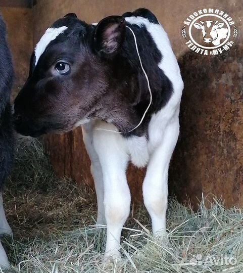 Телята бычки