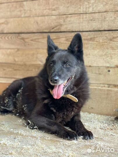 Старенькой Мухе тяжело жить в приюте