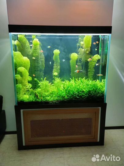 Обслуживание и оформление аквариумов