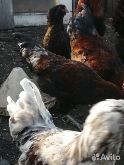 Амерауканы