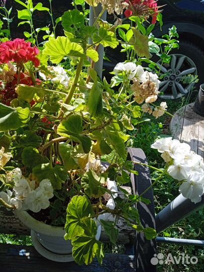 Срез герани