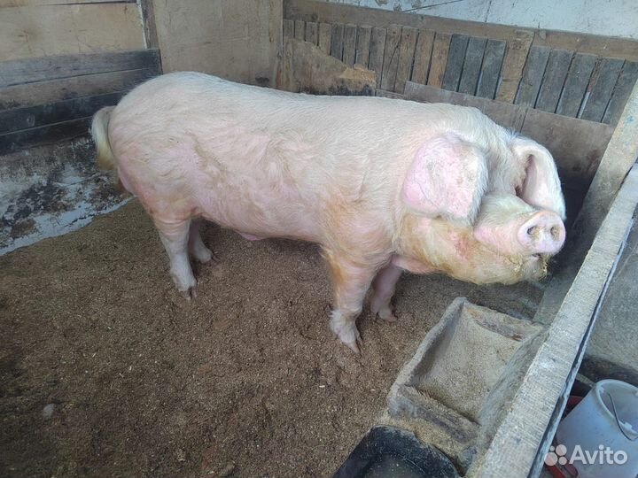 Хряк на племя