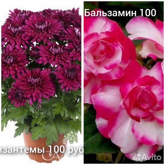 Хризантемы