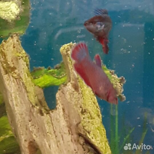 Аквариумные рыбки