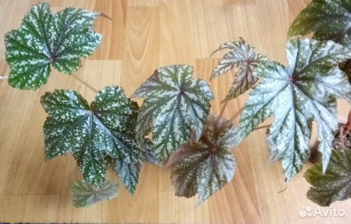 Бегония Грифон