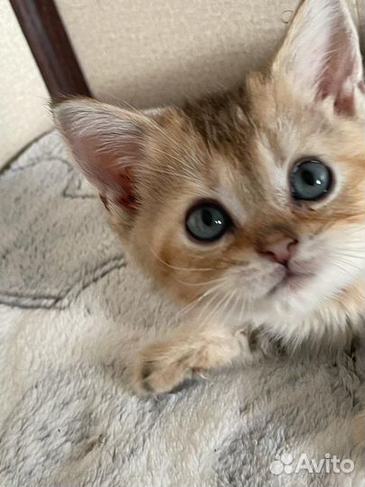 Британские котята