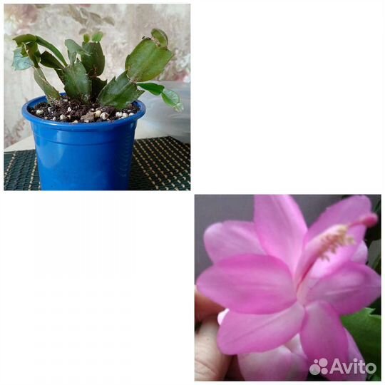 Декабрист розовый, сиреневый