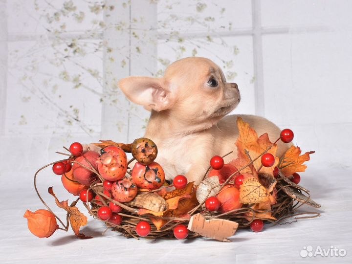 Чихуахуа девочка