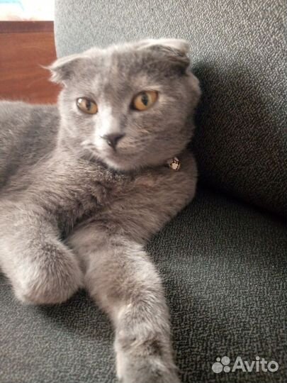 Кошки вислоухие