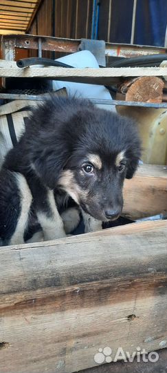 Собаки бесплатно