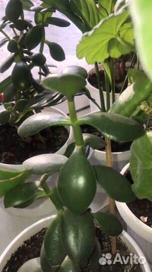 Молочай фикусы аглонеома спатифилиум