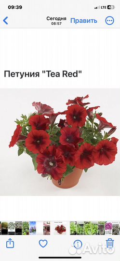 Петуния ампельная
