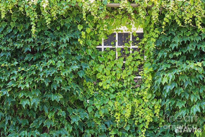 Бостонский плющ -Партеноцисус вичи