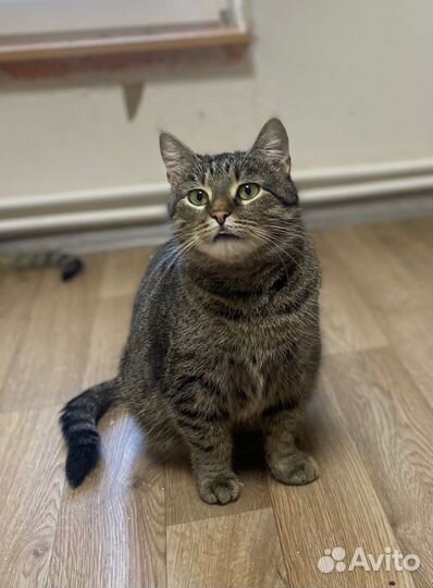 Булочка ищет дом