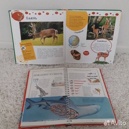 Мир животных, Акулы книги