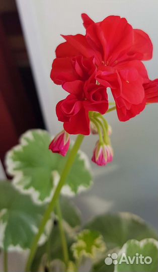 Герань пеларгония