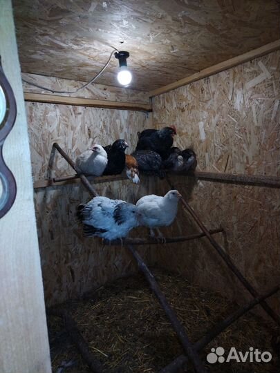 Цыплята подрощенные