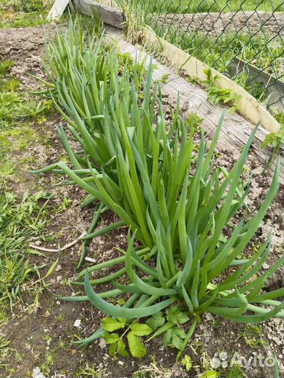 Многолетний лук на перо, семена