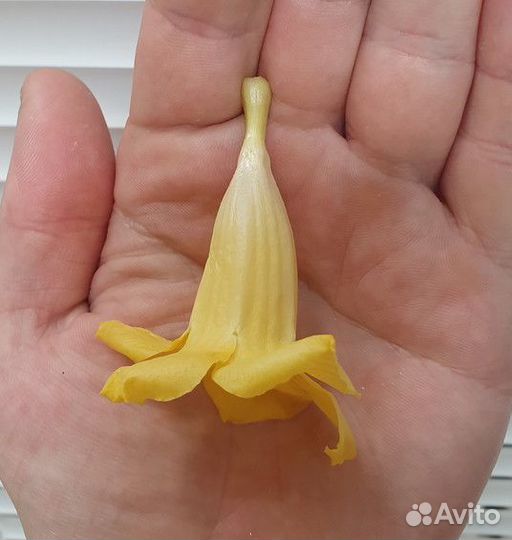 Алламанда Allamanda schottii укорененные черенки