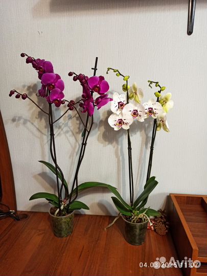 Орхидея фаленопсис,2 ствола