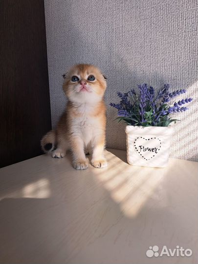 Шотландские котята