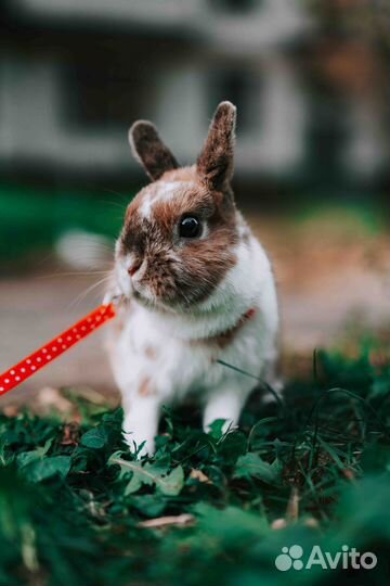 Декоративные кролики