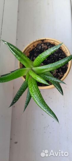 Алоэ остистое (аристата)