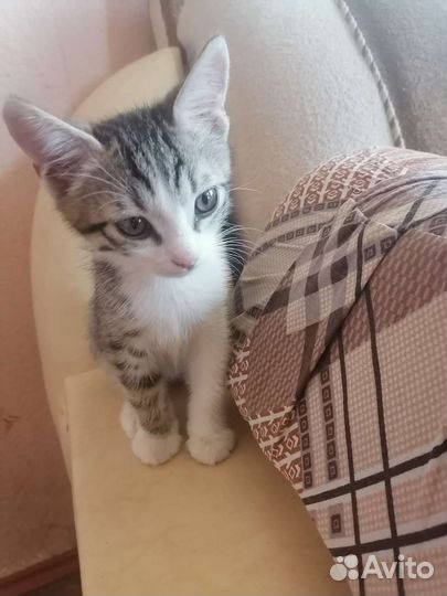 Котята в добрые руки бесплатно