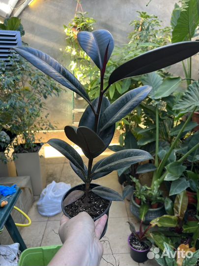 Фикус эластика абиджан