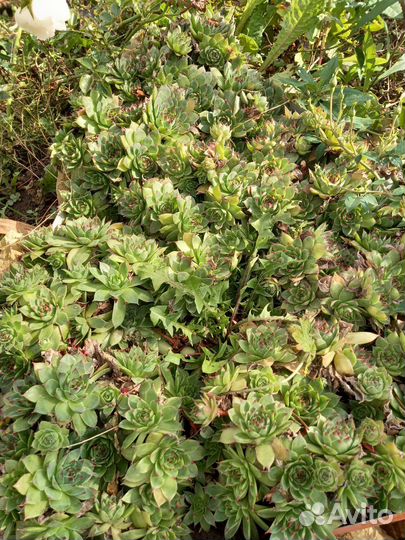 Цветы комнатные и уличные