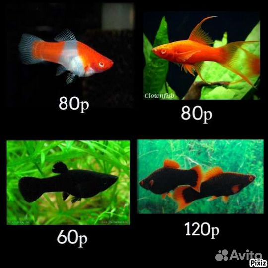 Аквариумные рыбки