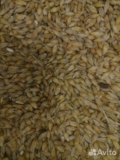 Продам ячмень