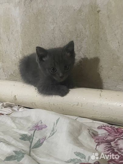 Отдам котенка в добрые руки