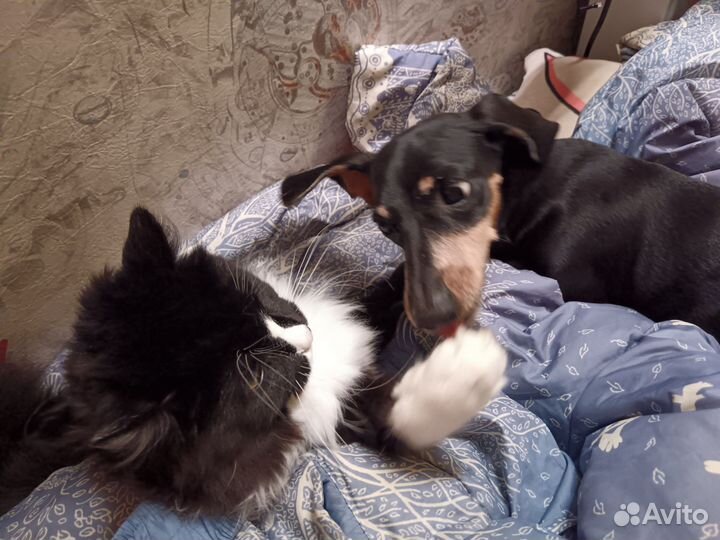 Кроличья такса