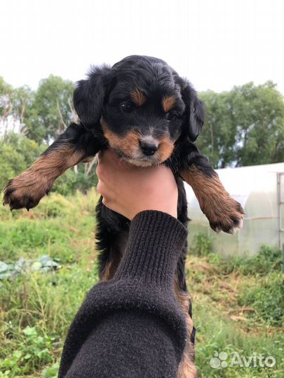 Собака в добрые руки щенок