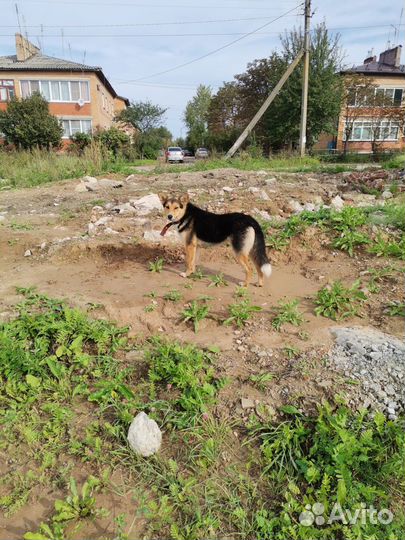 Ищу семью счастливчику Лаки