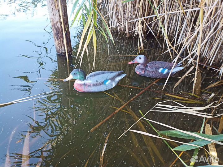 Чучела уток для охоты кряква