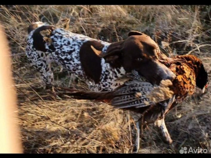 Щенки курцхаара