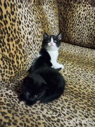 2 котёнка (М и Ж)