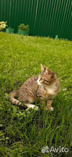 Котёнок через 3 дня окажется на улице