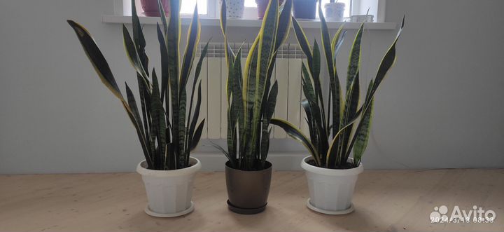 Домашние цветы элитные