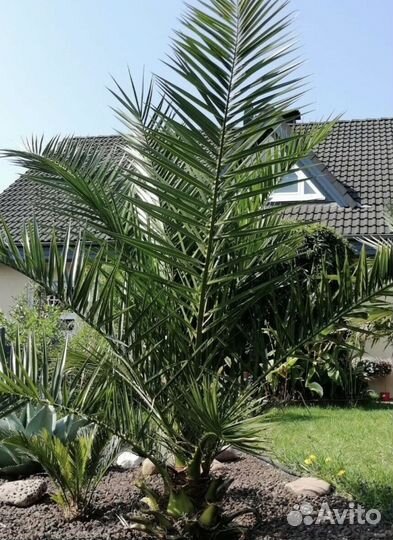 Пальма финиковая 160см большая в горшке