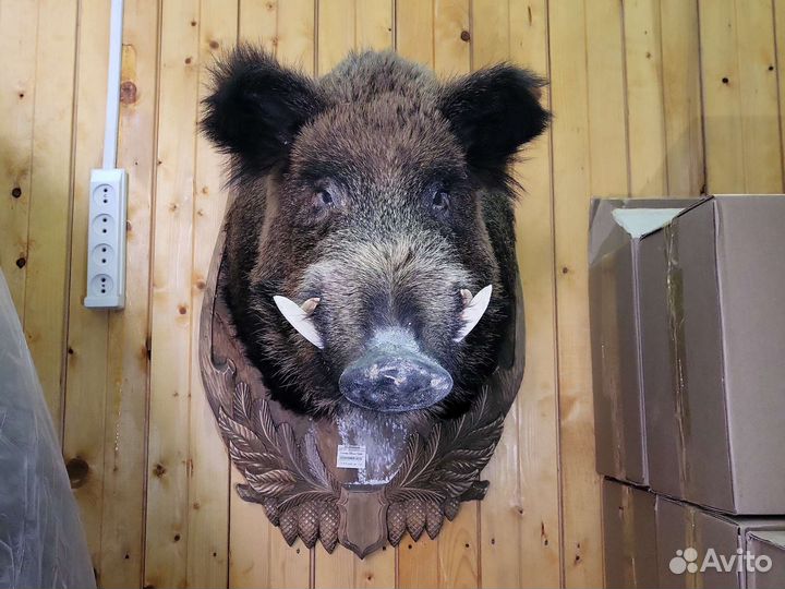 Голова кабана чучело