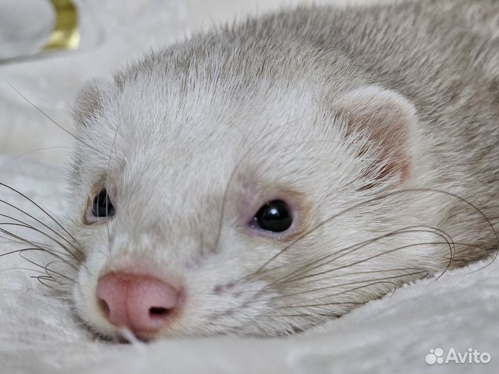 Вязка хорька