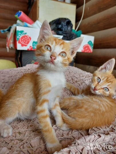 Котята мальчик и девочка