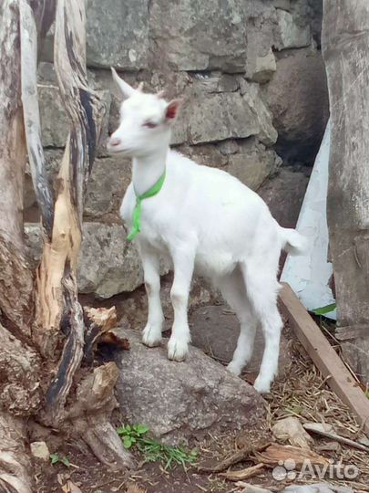 Козочки различные