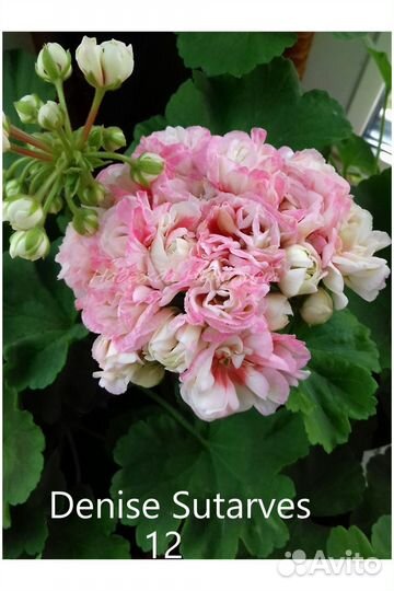 Пеларгония сортовая