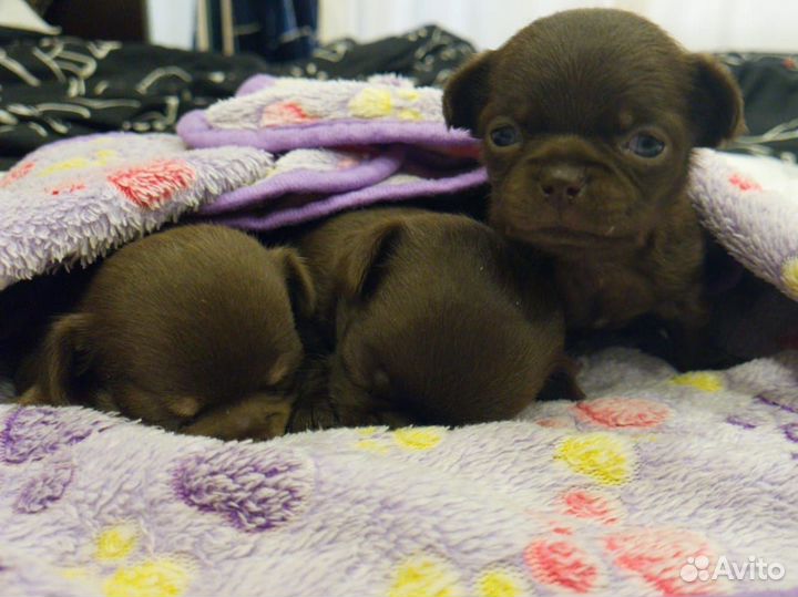 Щенки чихуахуа