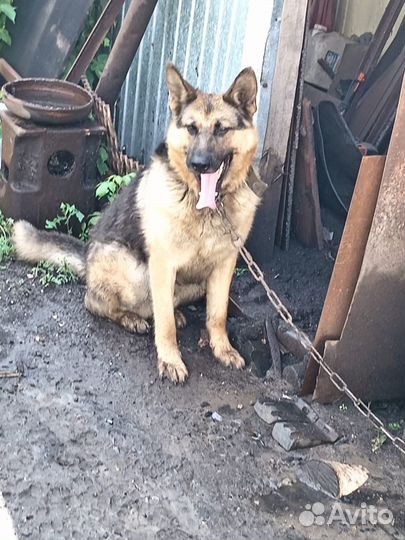 Чистокровные щенки немецкой овчарки