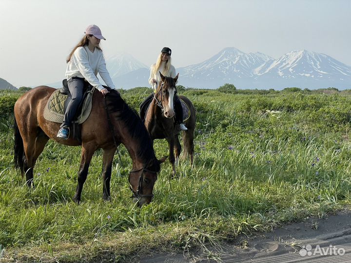 Конные прогулки и сертификаты